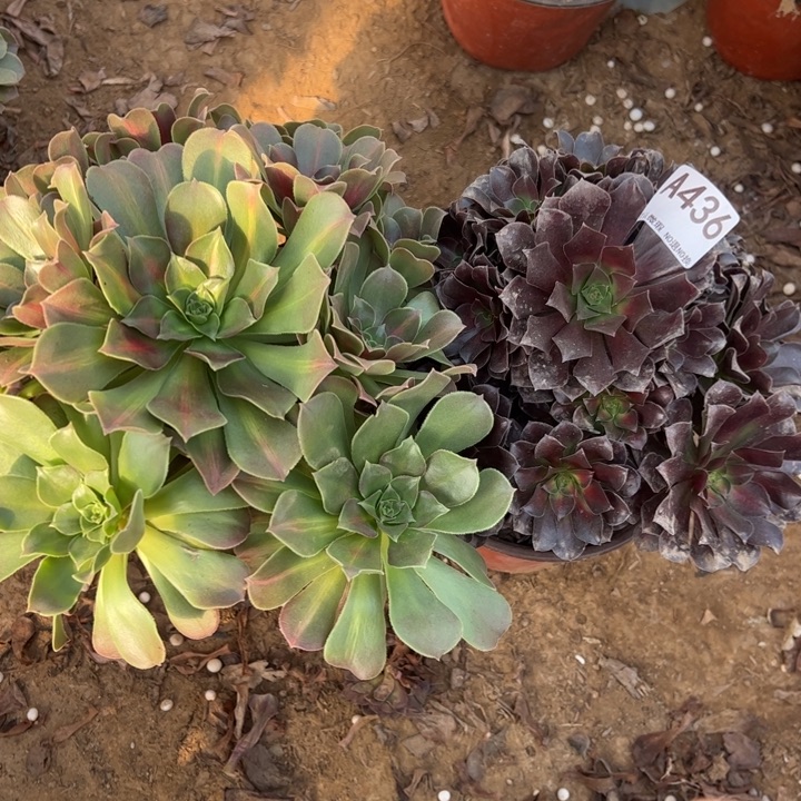 组合2颗多肉植物436.