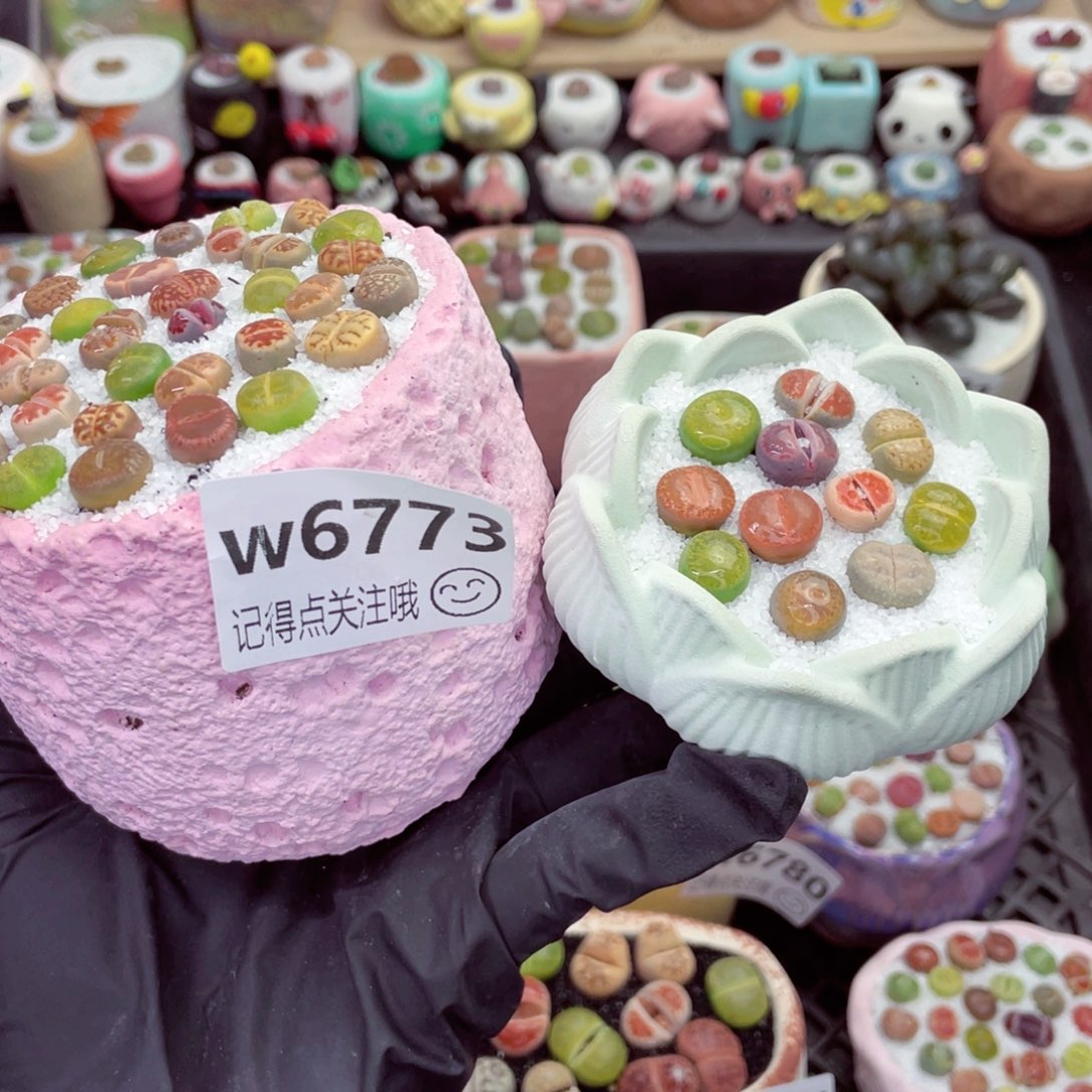 w6773 带盆土发货-零下地区拍保温箱