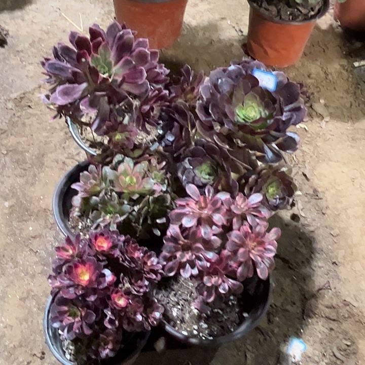 642多肉植物瑕疵特价，