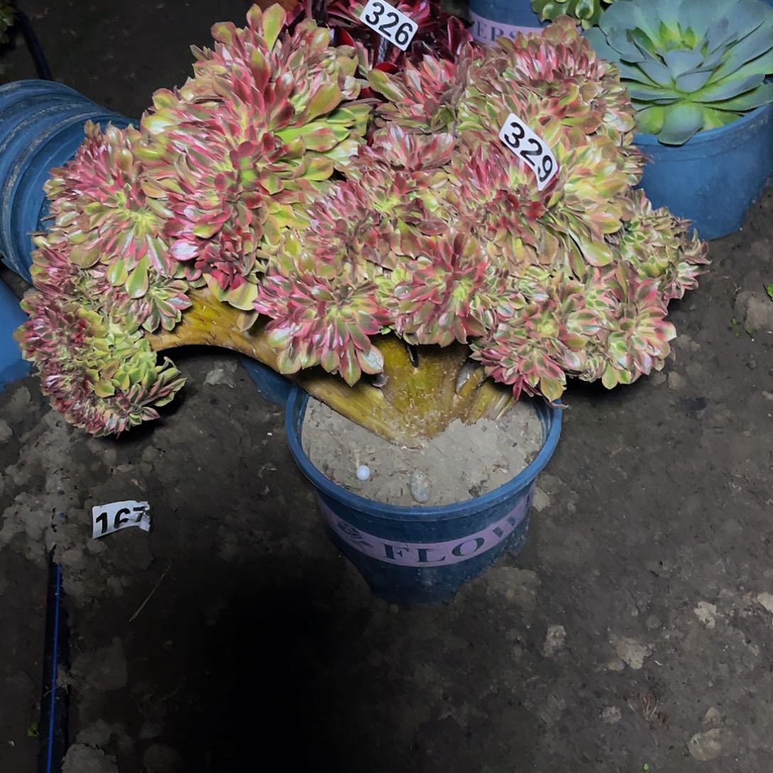 洛神法师15-12包邮法师