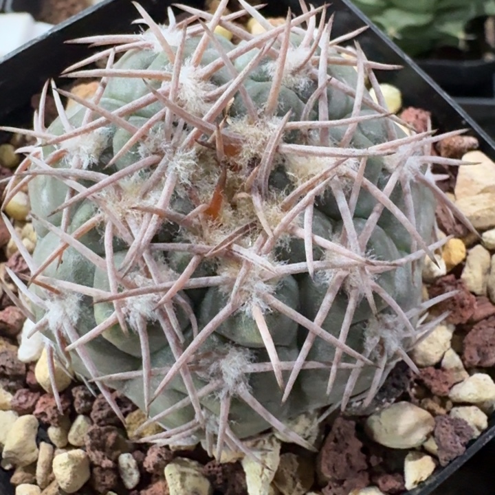 天平实生仙人球。 