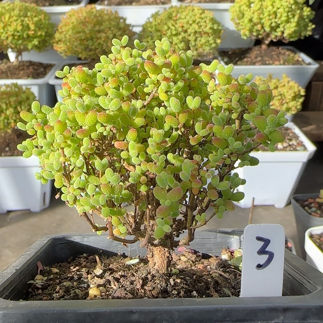 金桔糖球一物一拍