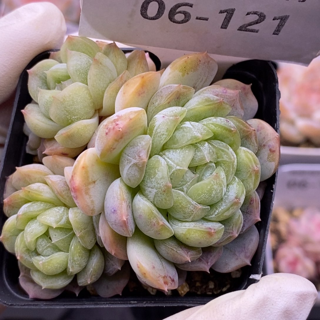 【闪购商品】06-121白恋