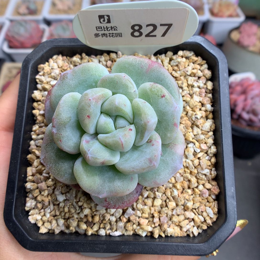 827冰玉石化多肉植物