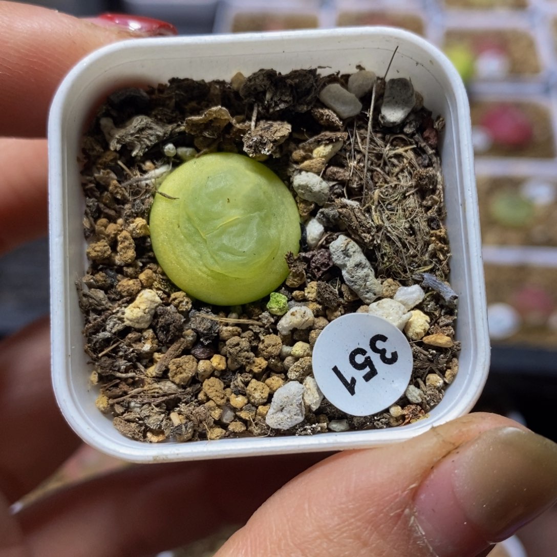 拉登1.6cm多肉带盆