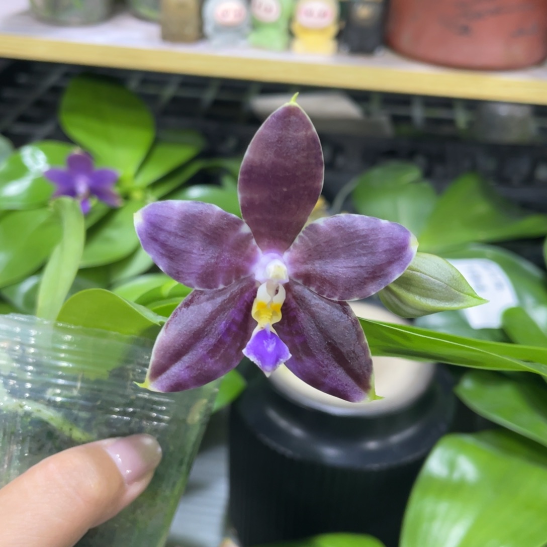 完全开放虎豹2.5寸