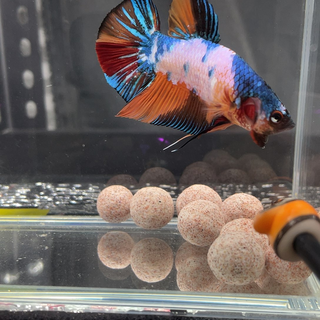 斗鱼12.9 巨斗将军 022