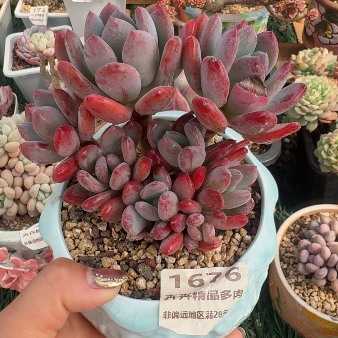 1676一物一拍（满28包邮