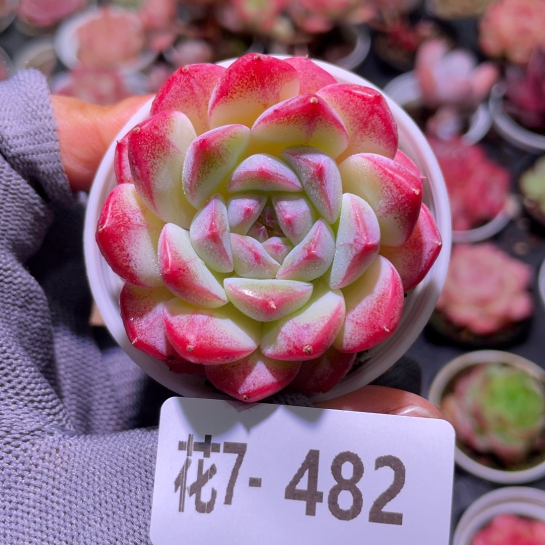 花利美7-482白桃汽水