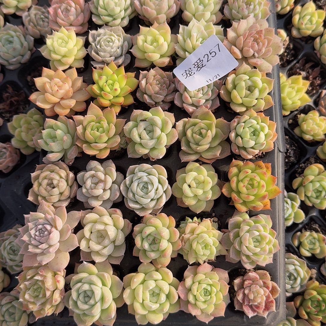 直播福利一物一拍257