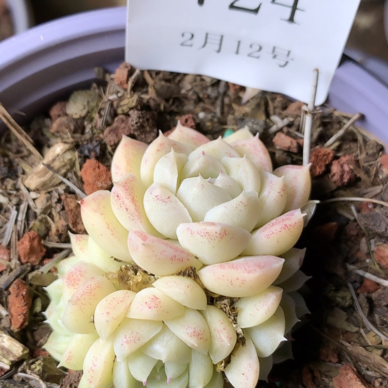 【闪购商品】云724