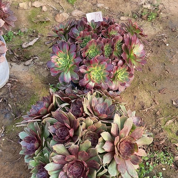 安娜 红丝绒973多肉不包断