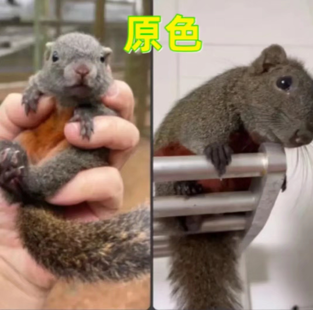 红腹松鼠幼儿宠物活物亲人好养认家认主包邮包活包健康状态到家