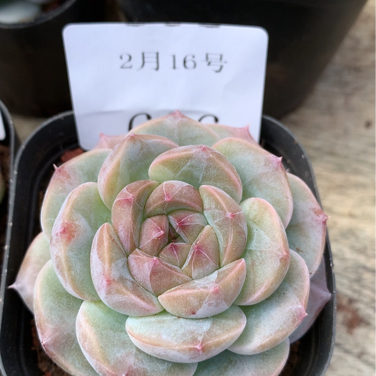 【闪购商品】云606号