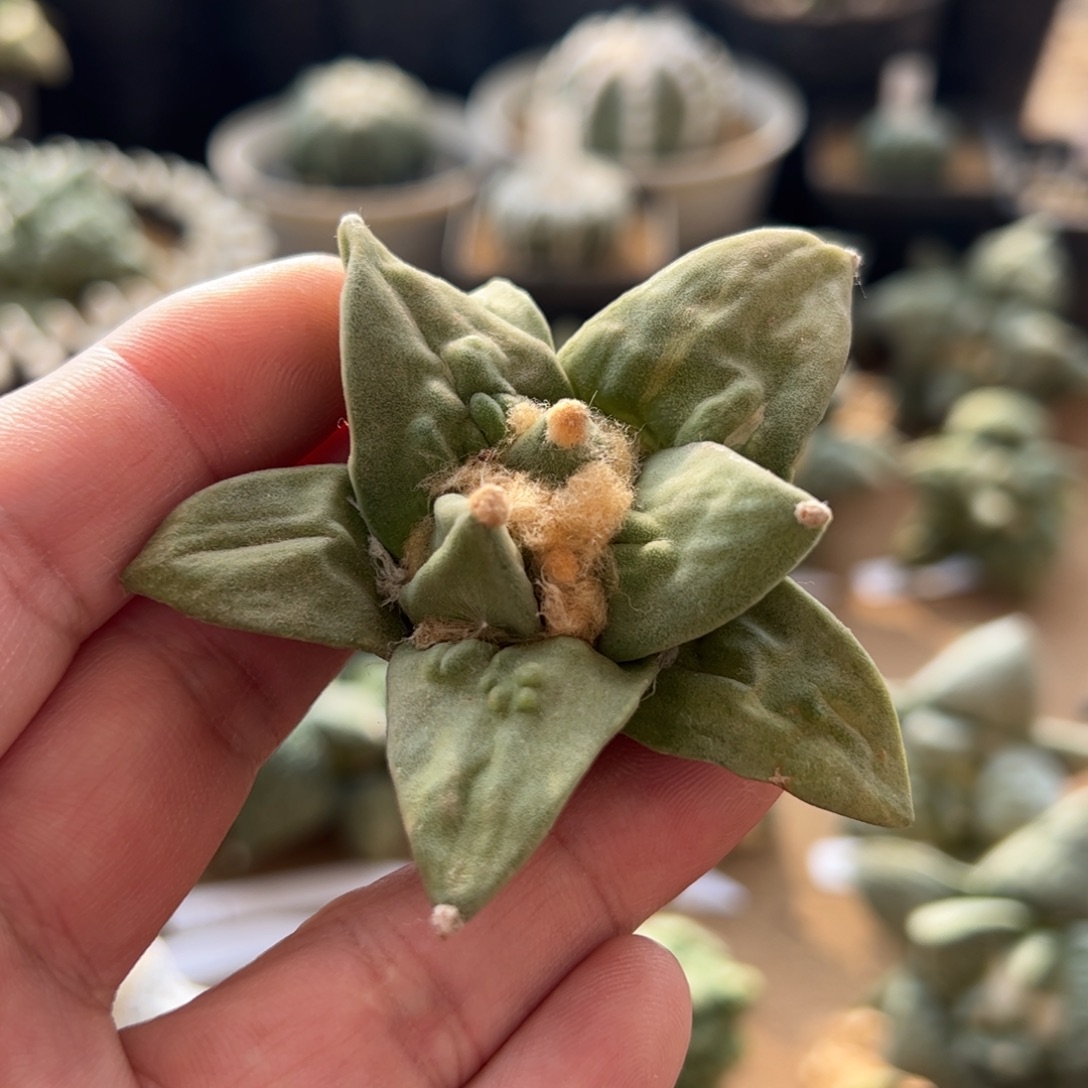 无花朵111实生怒涛7cm