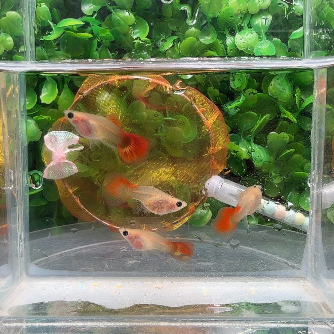 孔雀鱼银河琉璃2公2母