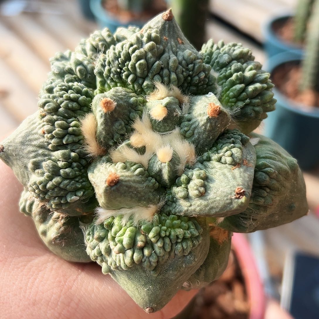 489怒涛mmmmmmmmmmmm