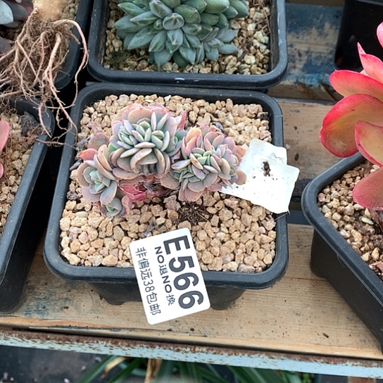 灿***言白桃缀化566 退款拉黑需要延迟发货
