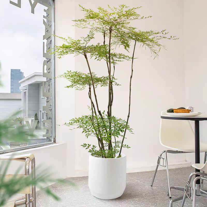 优雅光照南天竹室内外观赏植物春绿冬红可观叶赏花结果