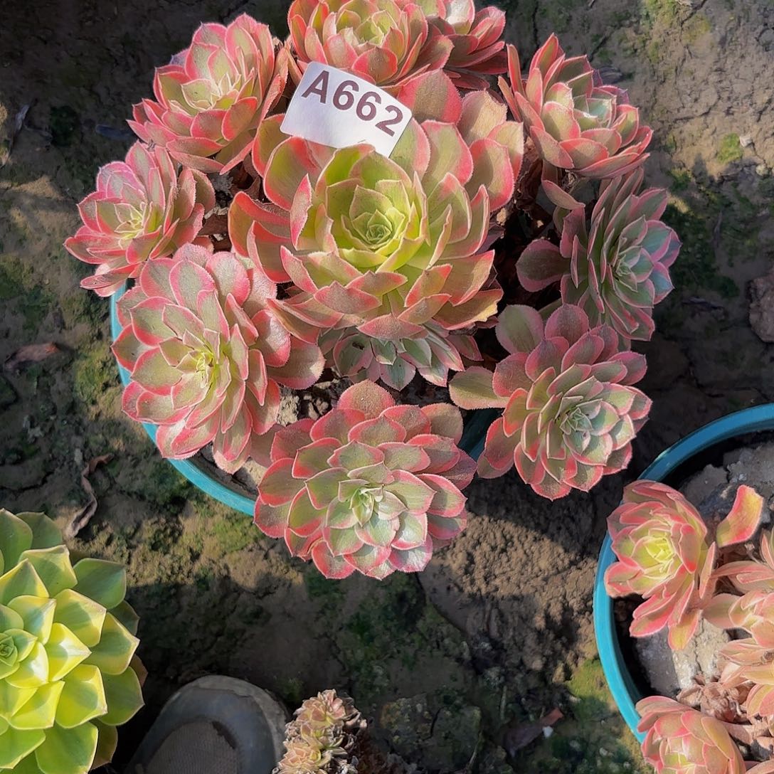 云荷8-39-662偏远不包邮