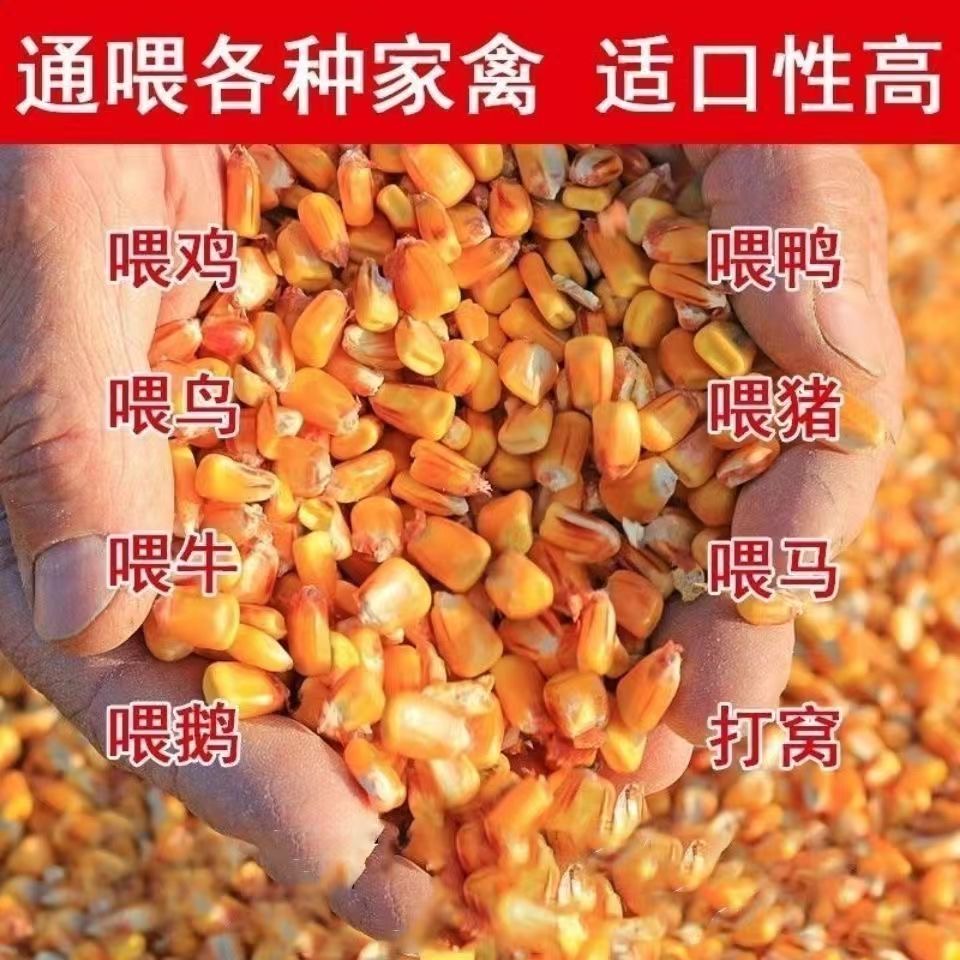 户外鸟食伴侣(需要的都懂是啥东西）