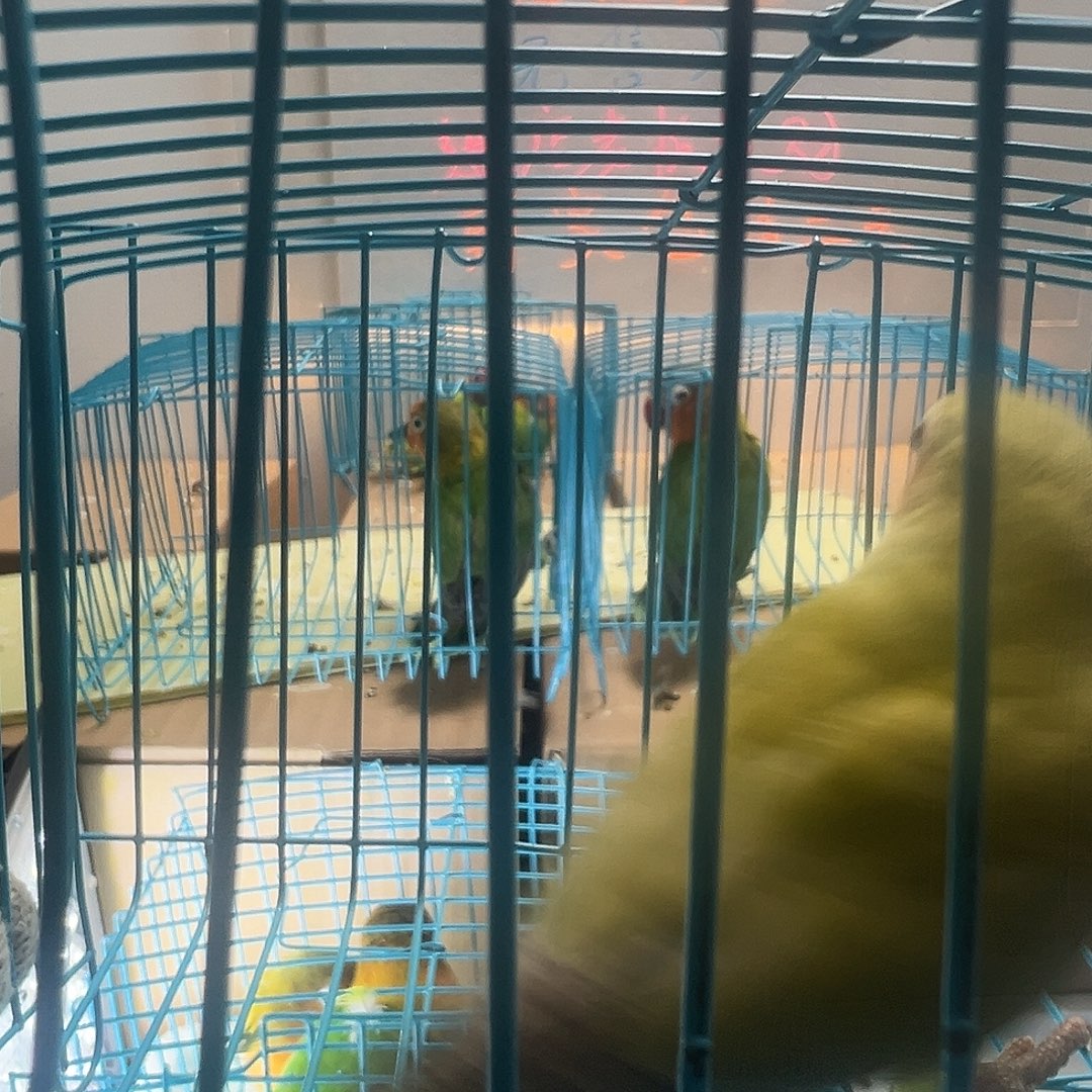 桃脸牡丹鹦鹉串串黄桃