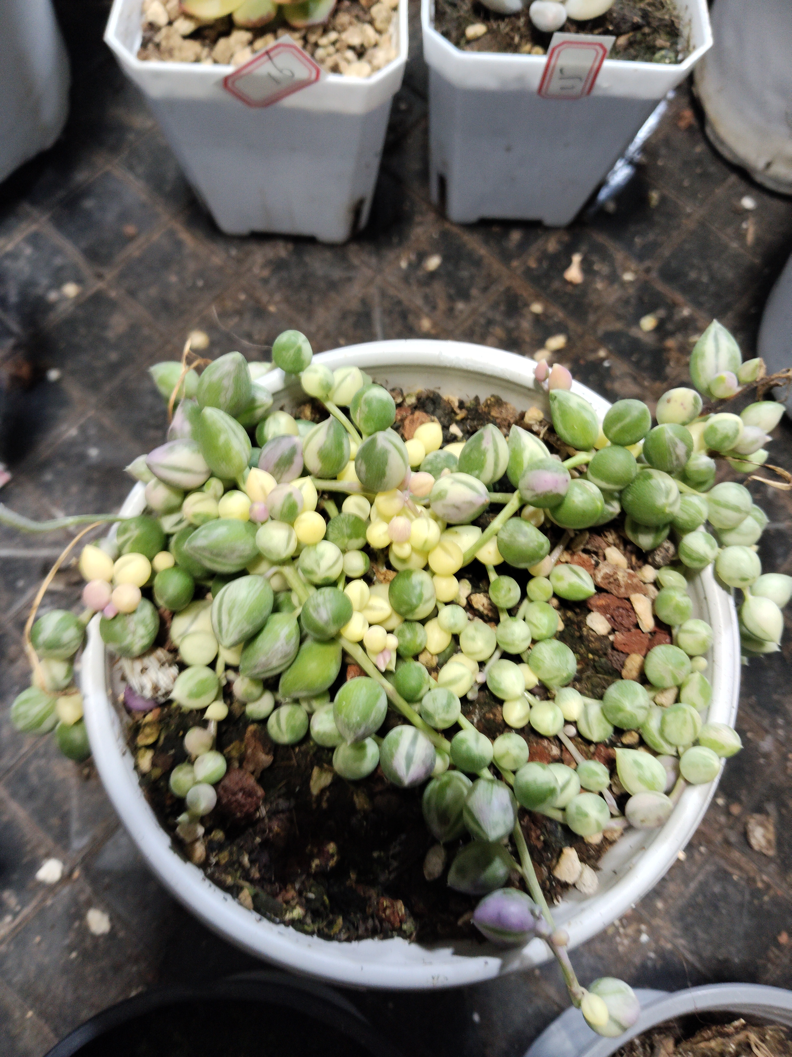 非偏远18包邮  一物一拍  11厘米盆 A41佛珠锦