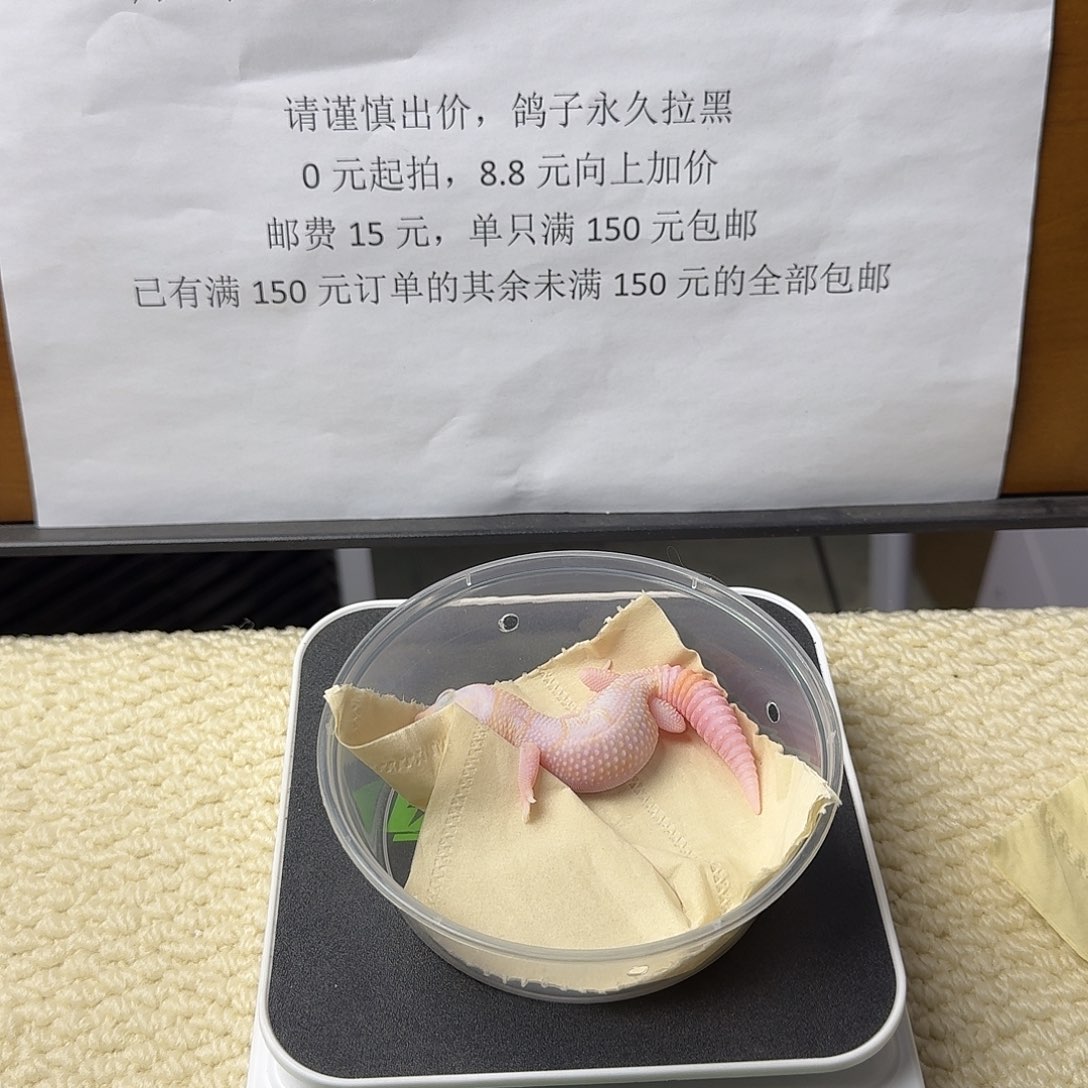 肥尾守宫花瓶奶红眼 地包天福利