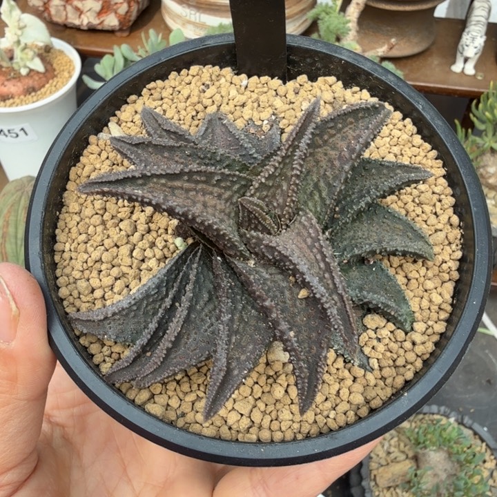 鬼娃（满28包邮）730