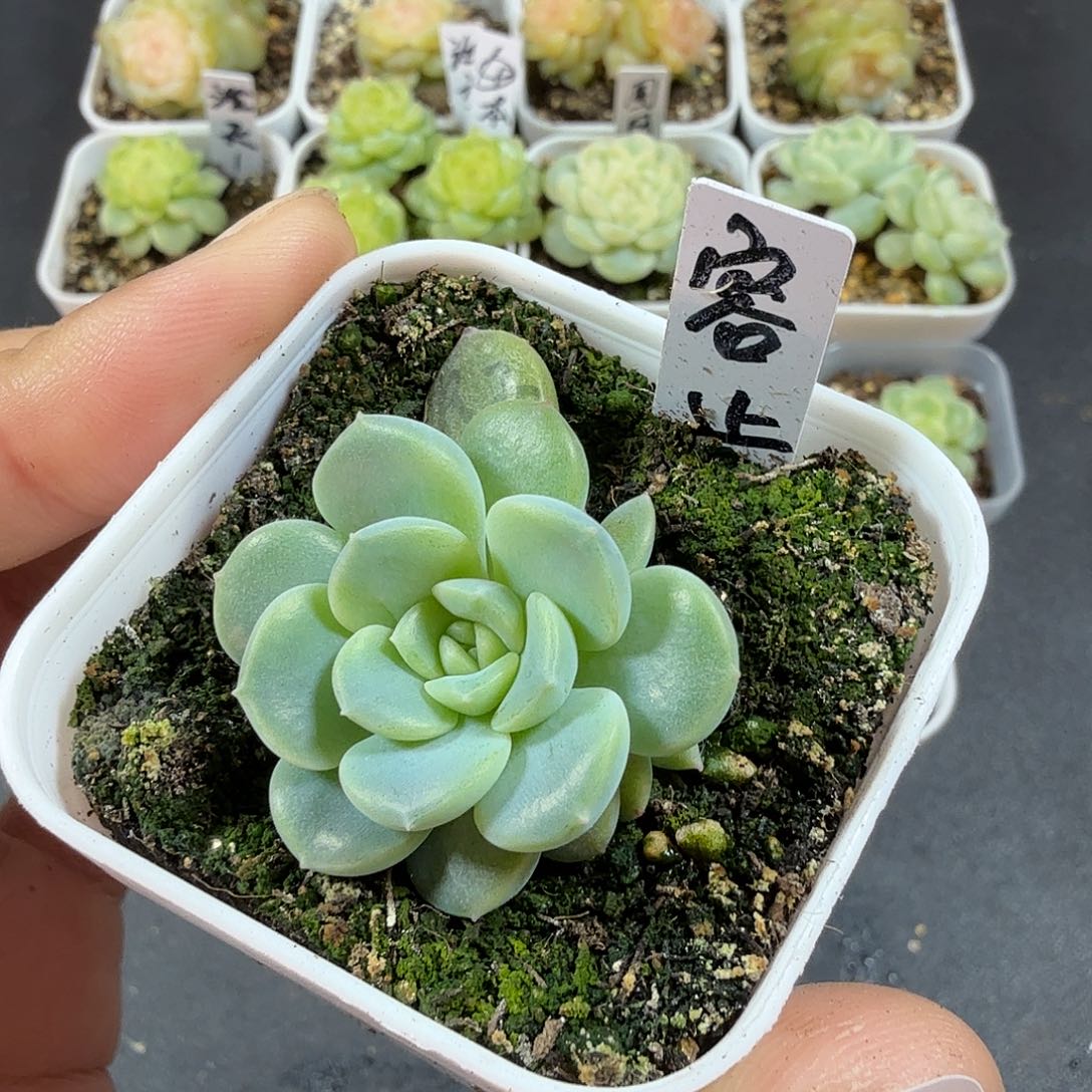 容止双头一物一拍137