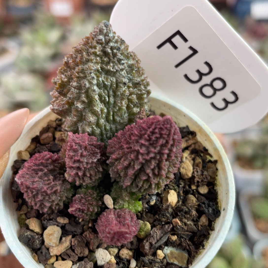     福利。 1383。 。