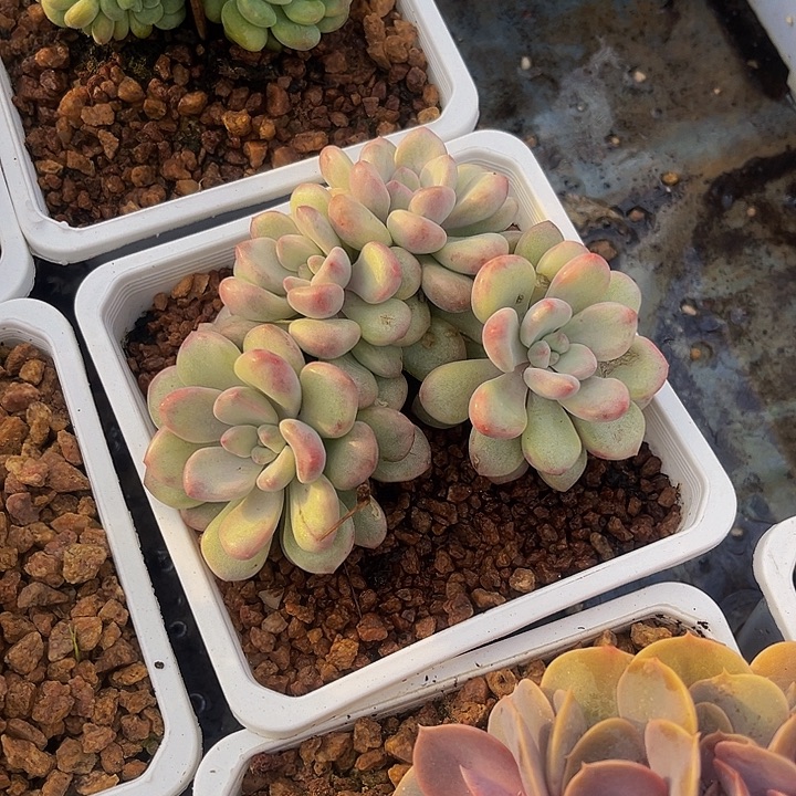 多肉植物花瓣鹿錦