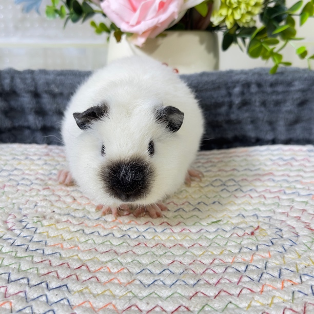 4号豚鼠荷兰猪泰加品种，2个月妹妹