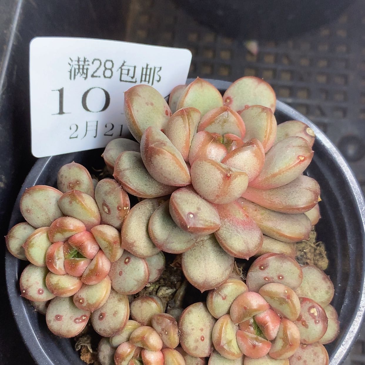 【闪购商品】云1014