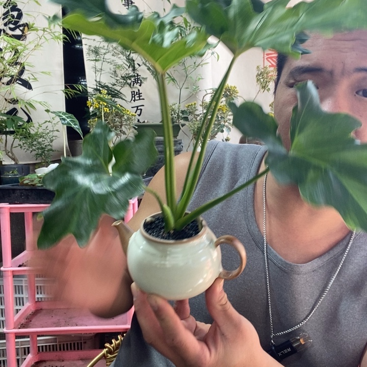 以实际为准盆景盆栽绿植花卉7