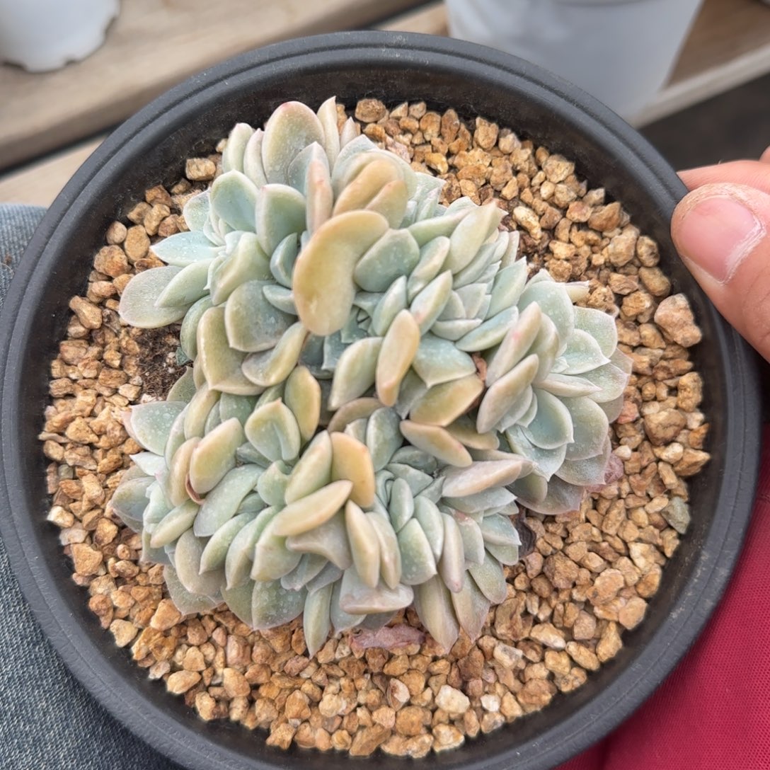 可爱玫瑰缀化五十包邮