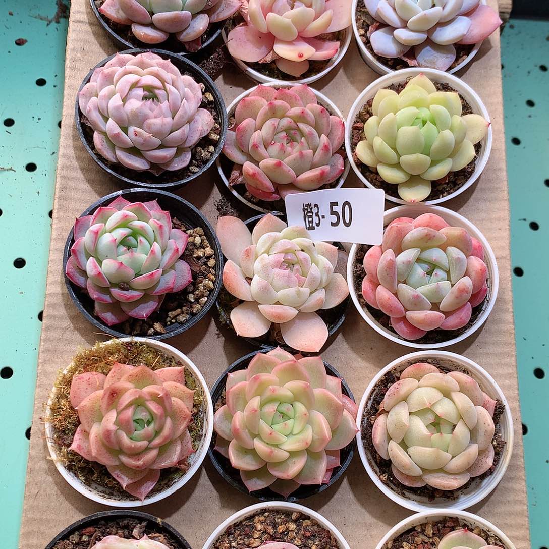 3-50一物一拍带盆18颗