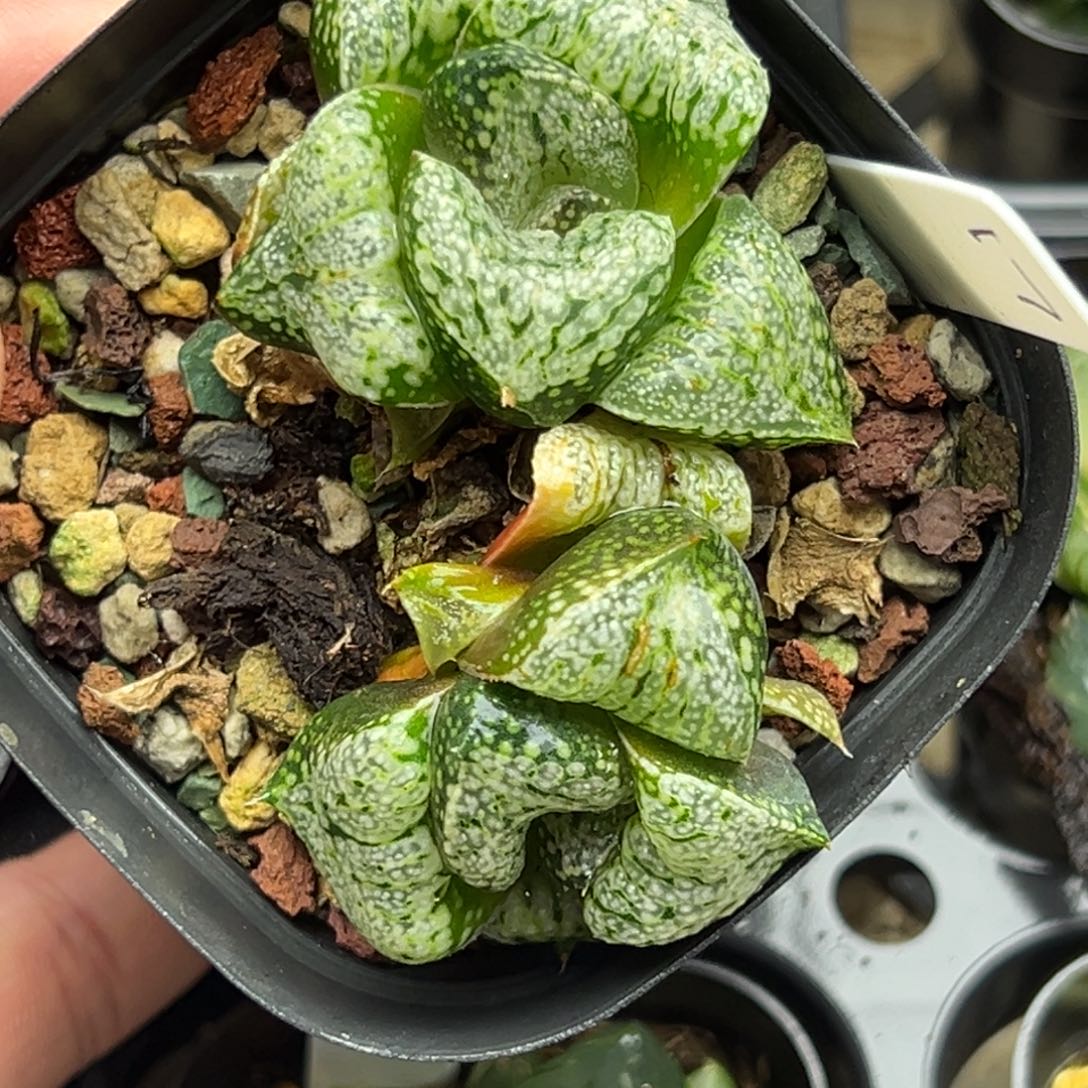 17巨大丸叶白银一物一拍