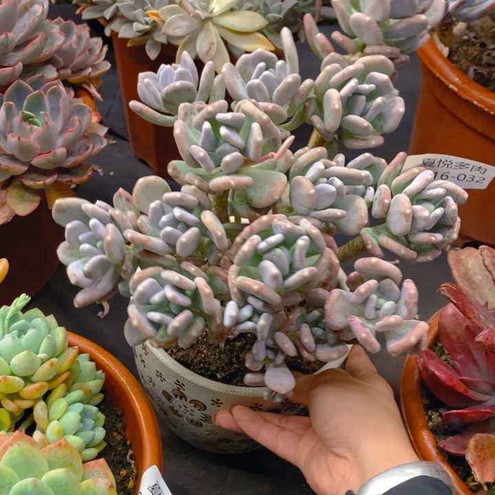 夏悦多肉0216-32稻田鸡