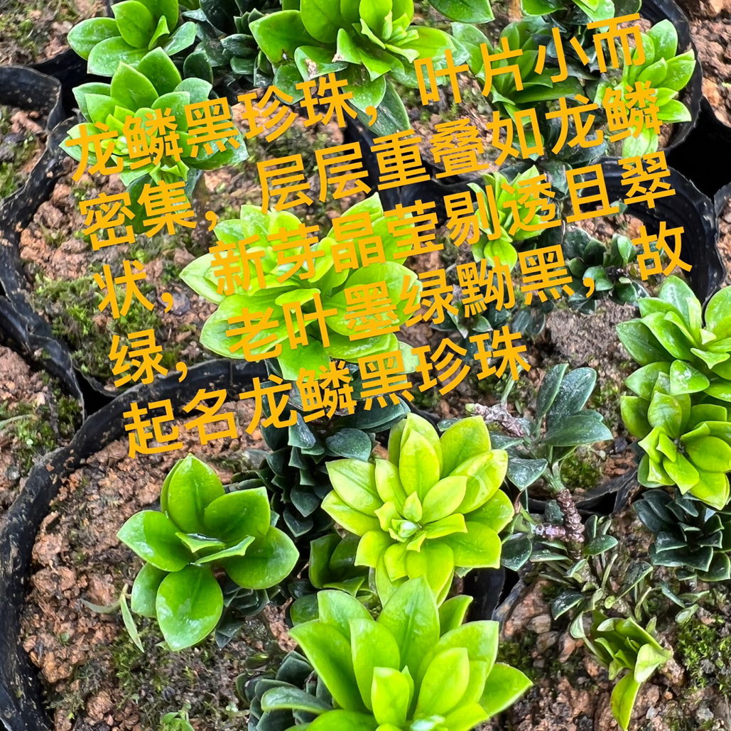 龙鳞黑珍珠罗汉松 元宝山珍珠罗汉松 小品盆景盆栽绿植罗汉松