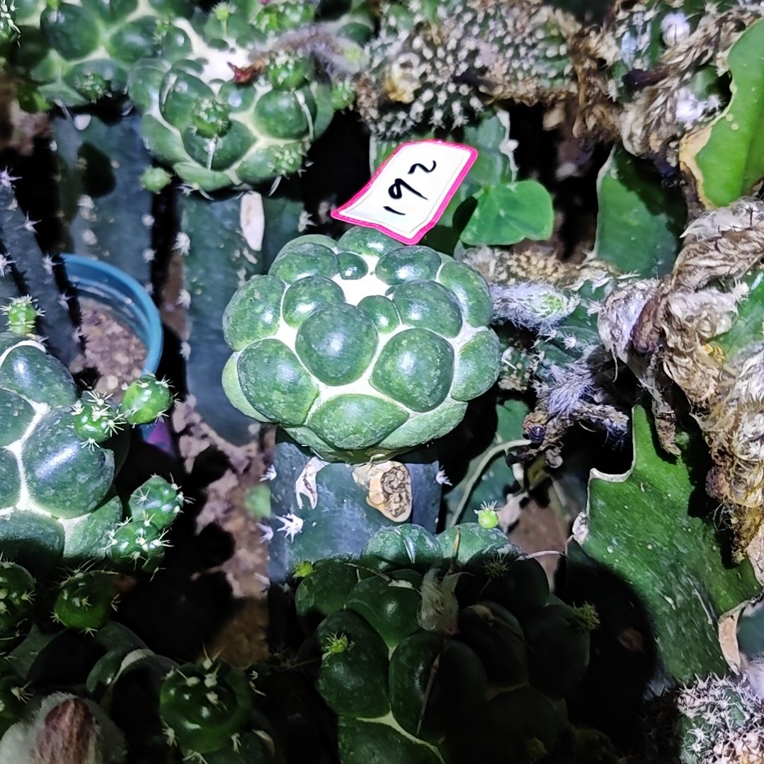 无刺象牙秀普嫁接192