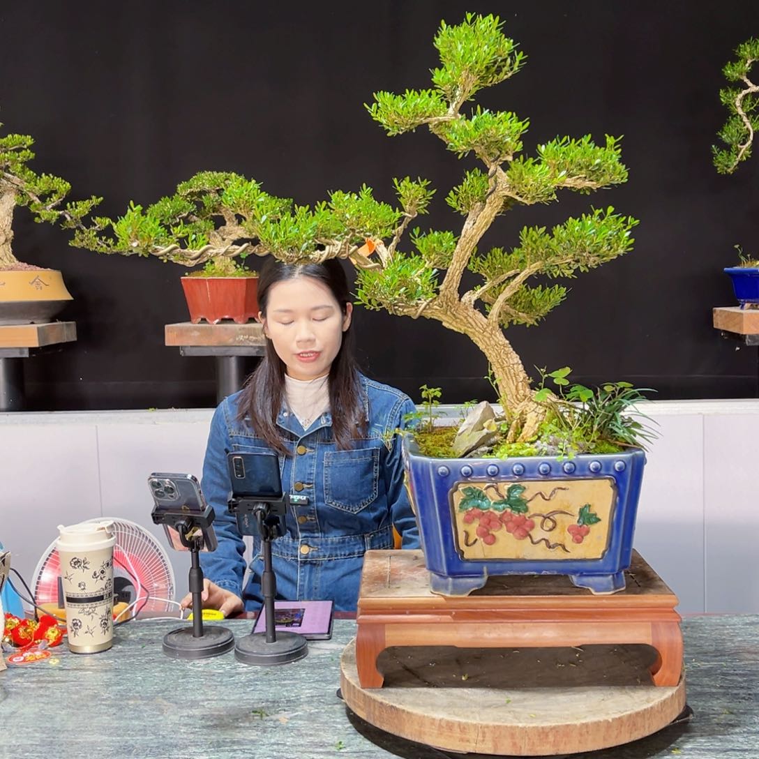 四季常青老桩黄杨盆景