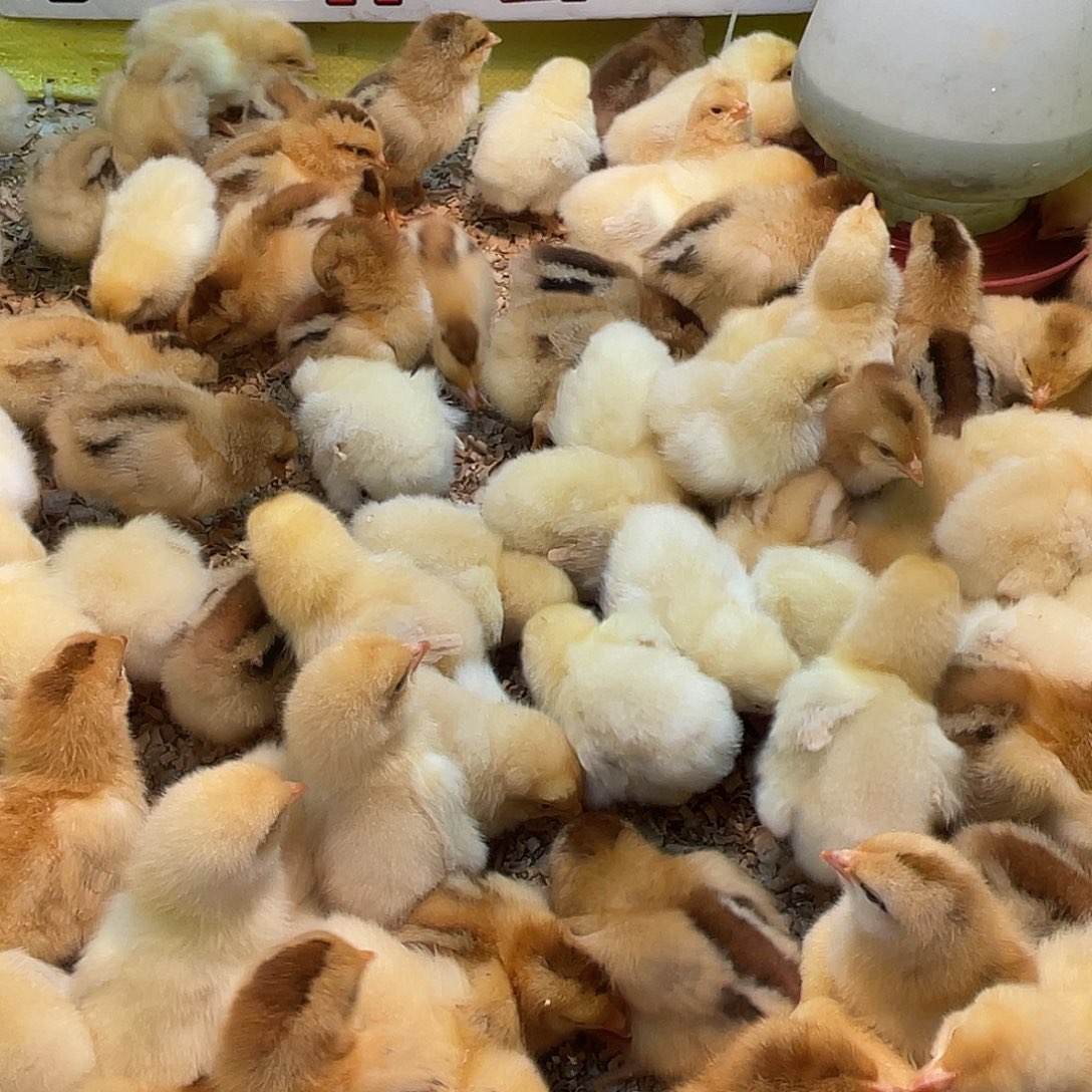 珍珠鸡青脚麻620只