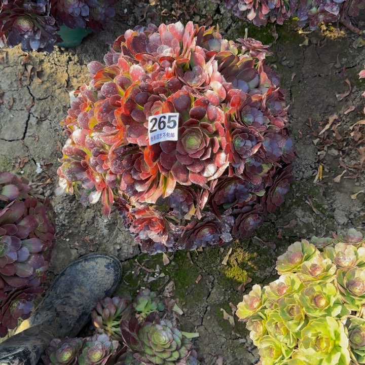 荷兰玫瑰27-44包邮花花