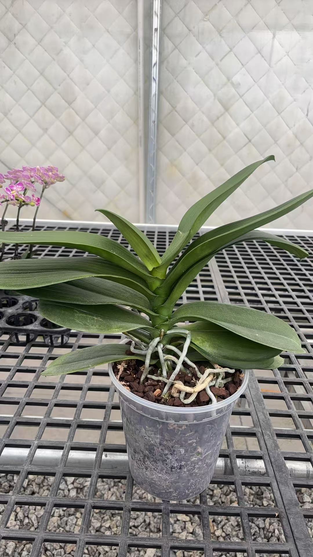 【大白7寸苗】植株高品質蝴蝶蘭基地直发种 植施肥观赏花卉