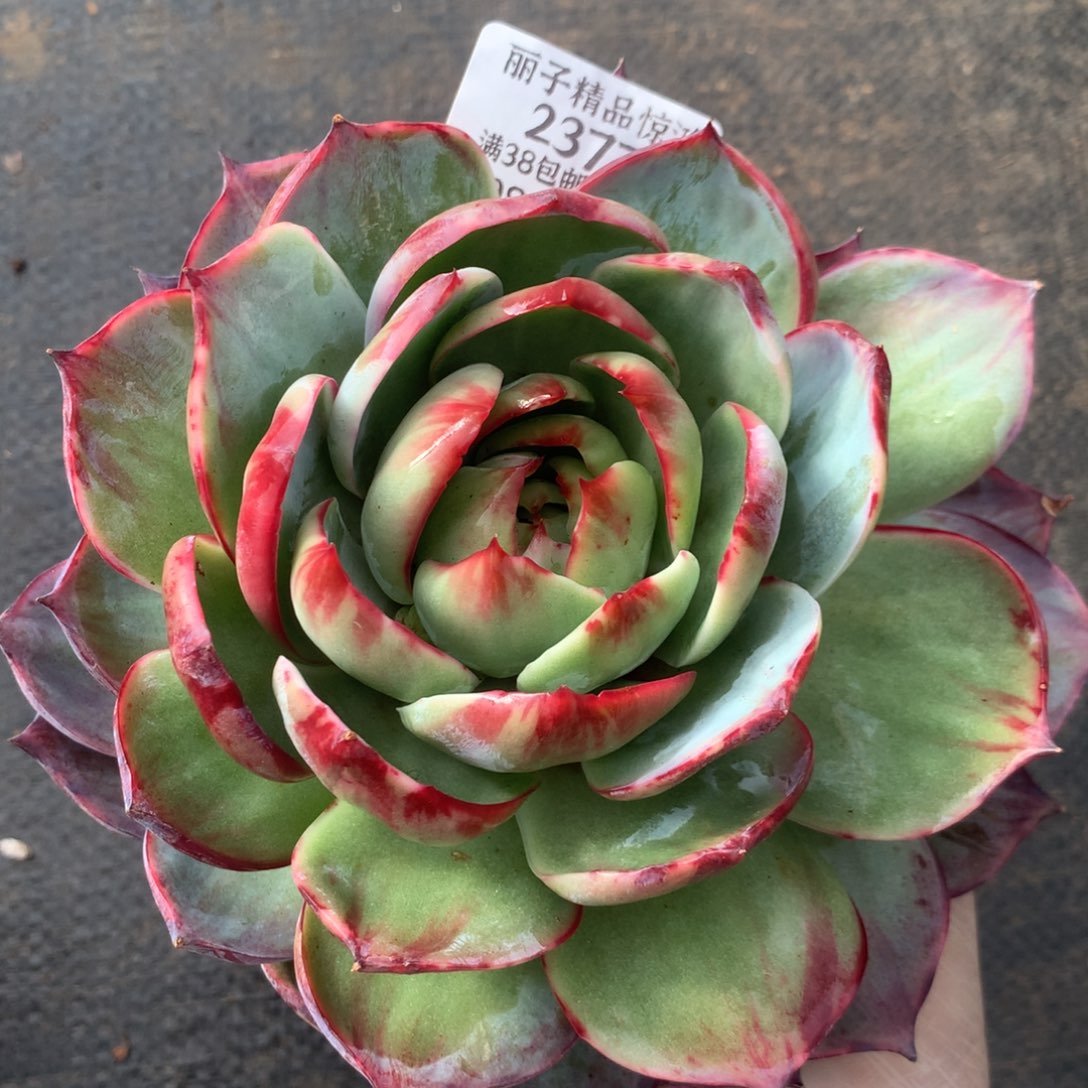 2377号多肉植物惊鸿15厘米