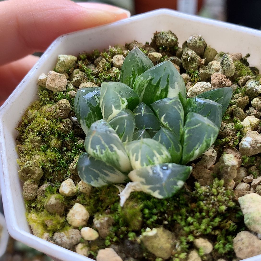 北极之光玉露锦带盆土