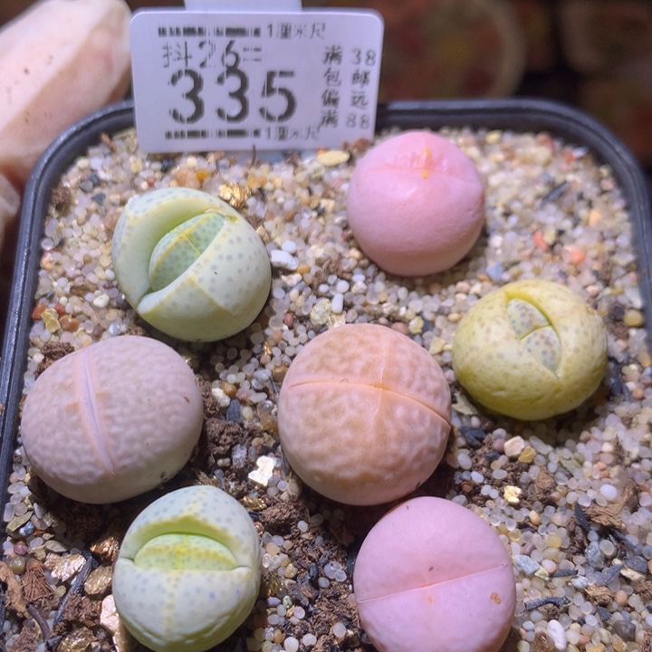 精品生石花26.335