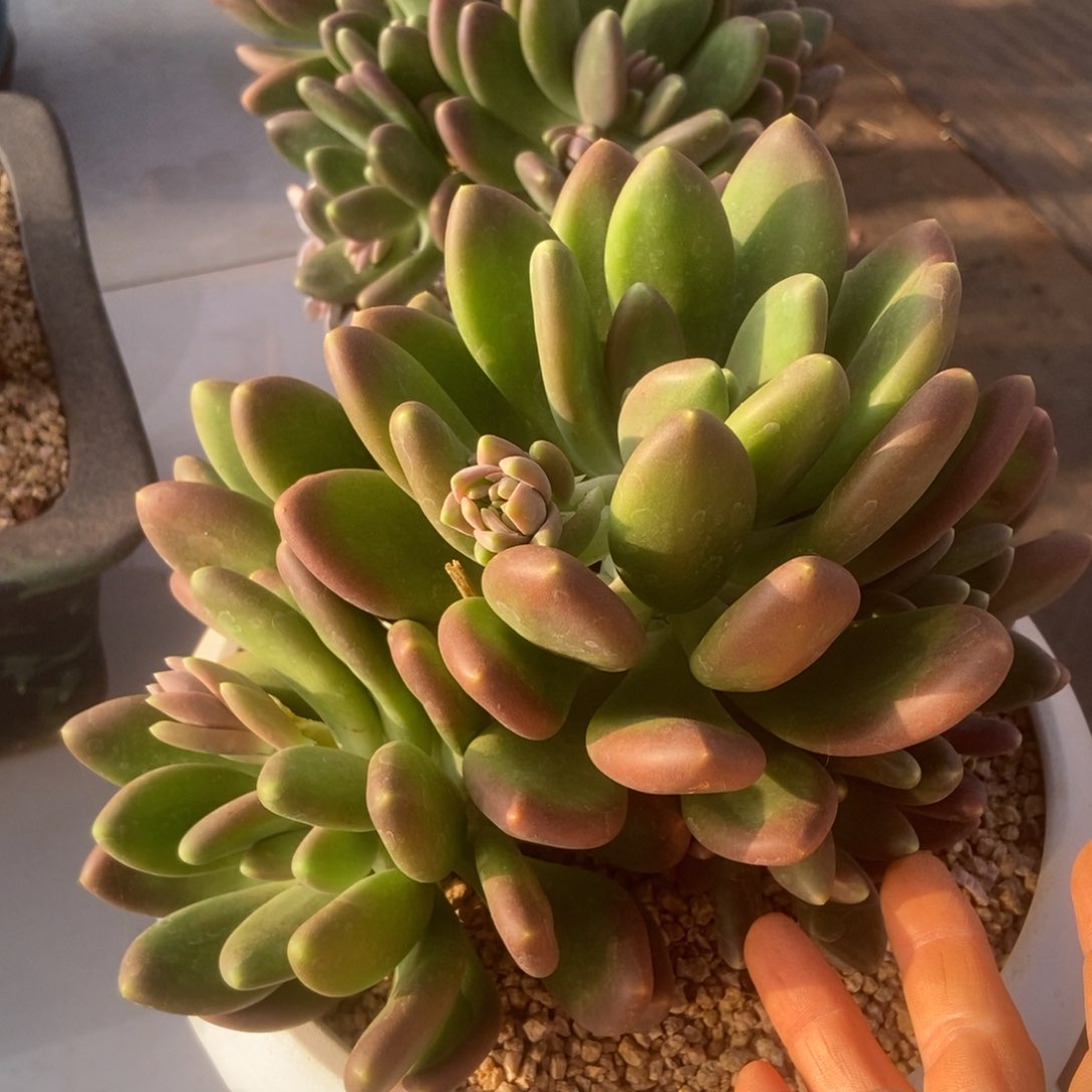 玫瑰奶多肉多肉多肉多肉多肉