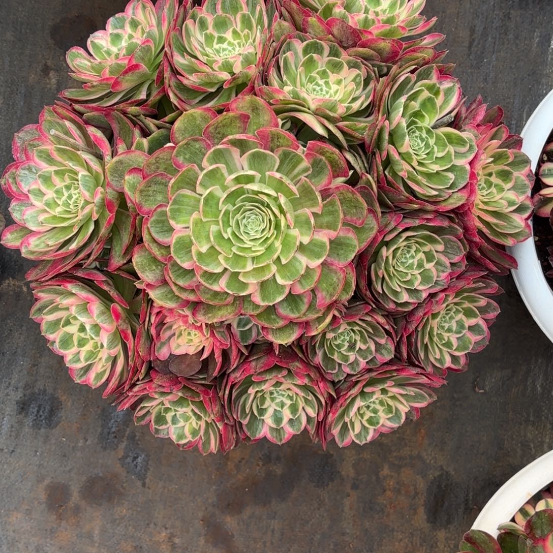 云南多肉植物孔雀翎